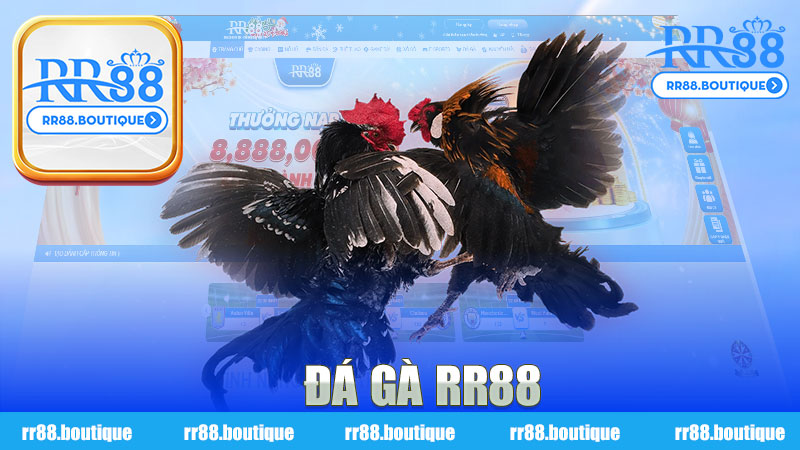 Đá Gà nhà cái RR88 - Trải nghiệm cược độc đáo và hấp dẫn